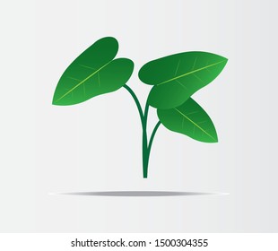 Giant monstera leaf green design vector