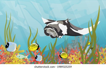 A giant oceanic manta ray floats over the seabed with corals, tropical fish and algae. Manta rays Mobula birostris. Realistic vector seascape