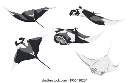 Giant oceanic manta ray set. Manta rays Mobula birostris in different poses. Realistic vector sea animals.