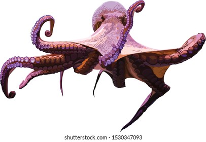 giant octopus on a white background