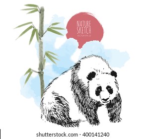 Giant Panda Bear with Bamboo background.