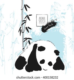 Giant Panda Bear with Bamboo background.