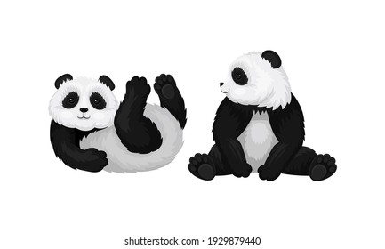 Giant Panda or Panda Bear with Black Patches Around its Eyes and Ears in Sitting and Lying Pose Vector Set