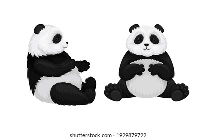 Giant Panda or Panda Bear with Black Patches Around its Eyes and Ears in Sitting Pose Vector Set