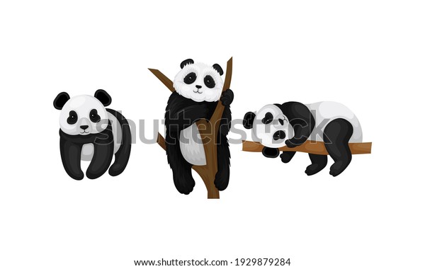 Giant\
Panda or Panda Bear with Black Patches Around its Eyes and Ears\
Sitting on Tree Branch and Standing Vector\
Set