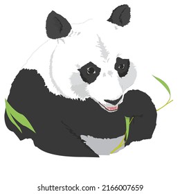 Giant Panda or Panda Bear Eating Bamboo Vector Illustration