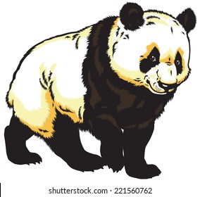 giant panda bear isolated on white