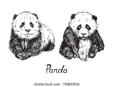 Giant panda cubes sitting, hand drawn doodle sketch set with inscription, vector illustration