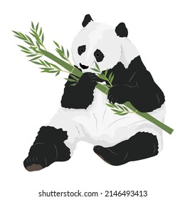 The giant panda eats bamboo. Realistic vector animal