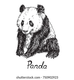 Giant panda sitting, hand drawn doodle sketch with inscription, vector illustration