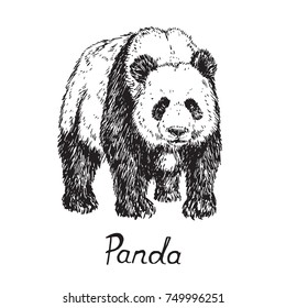 Giant panda standing, hand drawn doodle sketch with inscription, vector illustration