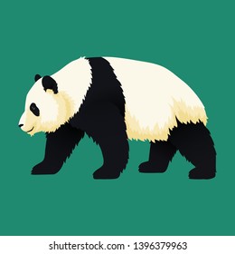 Giant panda walking. Black and white bear. Endangered species. Vector illustration. Asian symbol.