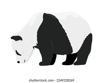 The giant panda. Wild Asian bear. realistic vector animal