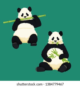 Giant pandas sitting and eating. Black and white bears holding and chewing bamboo branches and leaves. Endangered species. Vector illustration.