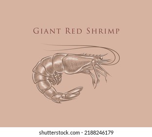 Giant red shrimp illustration with details and highlight in engraving style.