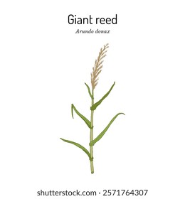 Giant reed, or elephant grass (Arundo donax), edible and medicinal plant. Hand drawn botanical vector illustration