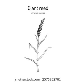 Giant reed, or elephant grass (Arundo donax), edible and medicinal plant. Hand drawn botanical vector illustration