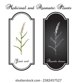 Giant reed, or elephant grass (Arundo donax), edible and medicinal plant. Hand drawn botanical vector illustration