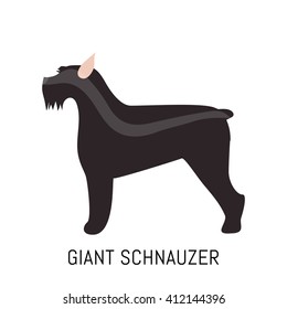 Giant schnauzer