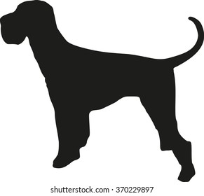 Giant Schnauzer dog