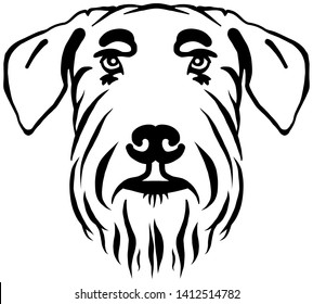 Giant Schnauzer head in black and white