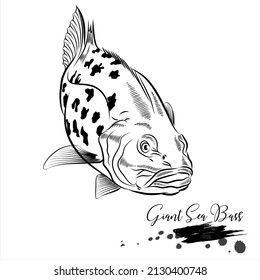 Giant Sea bass, sea fish animal realistic sketch, vector illustration