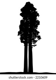 Giant Sequoia Silhouette