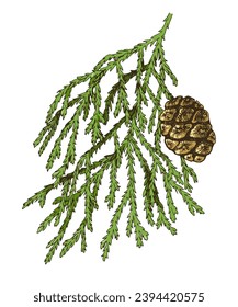 Vector de rama de árbol secuoya gigante