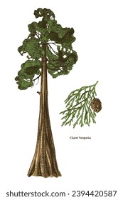 Giant sequoia tree and branch vector