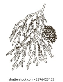 Giant sequoia tree branch vector