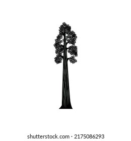 Giant Sequoia tree Silhouette vector