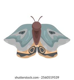 Giant silk moth with blue and grey patterned wings spreading them while standing on a white background