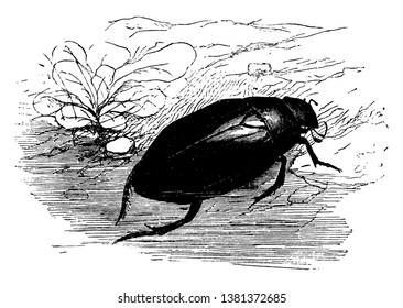El escarabajo plateado gigante, que es común en estanques en algunas localidades, dibujo de líneas vintage o ilustración de grabado.