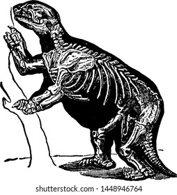 Giant Sloth, vintage engraved illustration.