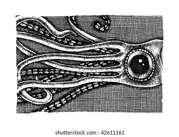 Giant Squid Up Close