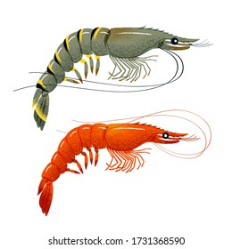 Giant Tiger Prawn und Shrimp Vector Illustration. Isoliertes Bild auf weißem Hintergrund.