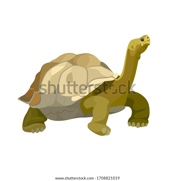 Giant tortoise animal. Turtle reptile in nature\
wildlife. Vector