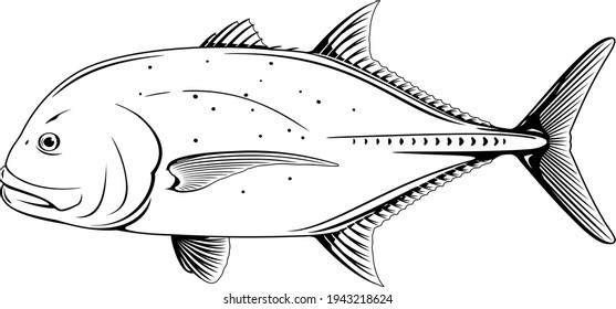 Giant trevally fish in side view in black and white isolated illustration, one realistic sea fish illustration on white background, Caranx ignobilis sport fishing trophy, commercial and recreational f