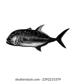 Giant Trevally hand drawing vector isolated on white background.