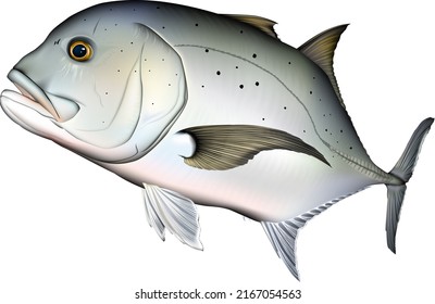 'Giant trevally' illustration. Vector EPS format.