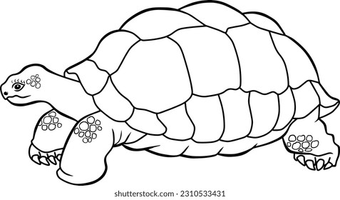 Riesenschildkröte, Vektorgrafik einzeln auf weißem Hintergrund