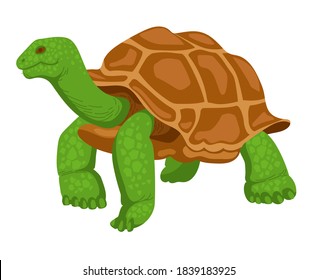 Riesenschildkröte, Reptilien, wildes Tier. Vektorgrafik einzeln auf weißem Hintergrund. Handgezeichnete Schildkröte im flachen Stil.