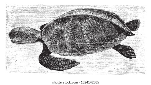 The Giant Turtle, vintage engraved illustration. From Deutch Vogel Teaching in Zoology.
