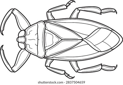 Giant Water Bug Top View Line Art Illustration