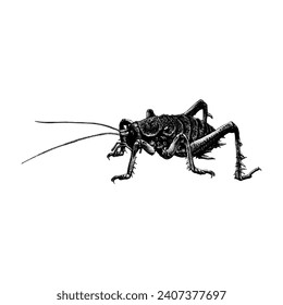 Vector de dibujo manual Weta gigante aislado sobre fondo blanco.