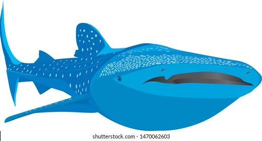 Giant Whale Shark Vector - Whale Shark Illustration