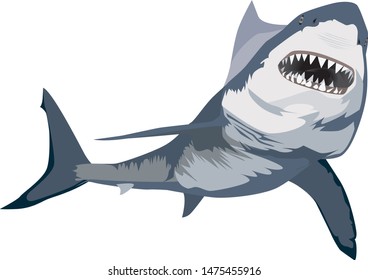 GIANT WHITE SHARK VECTOR. White shark illustration