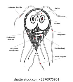 Giardia duodenalis diagrama de vector dibujado a mano