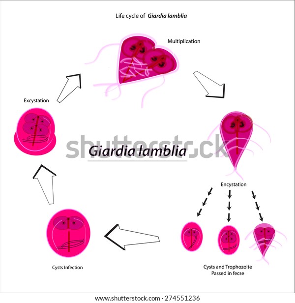 Giardia life cycle veterinary. Giardiasis relapse