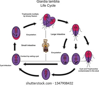 Giardia lamblia.Medical Parasitology.Parasitic microscope.
